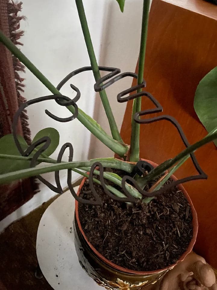 Monstera leaves helper -6 Pcs Plastic Monstera leaves helper Leaf Shape